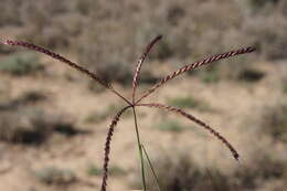 Image de Chloris ventricosa R. Br.