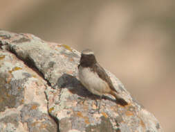 Image of Kurdish Wheatear