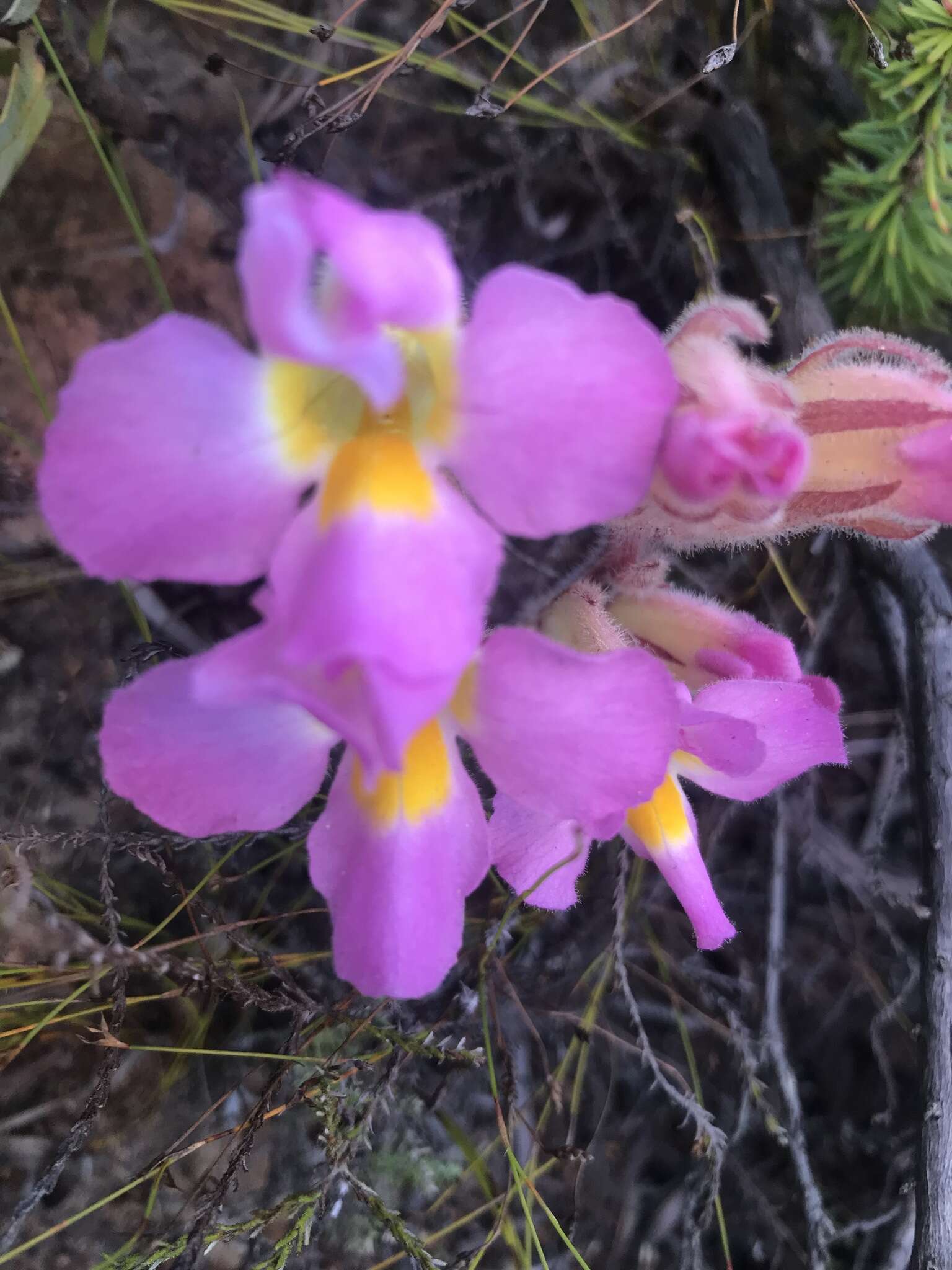 Слика од Harveya purpurea (L. fil.) Harv. ex Hook.