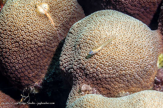 Image of Bluenose Goby