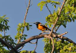 Icterus icterus (Linnaeus 1766) resmi