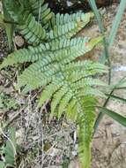 Plancia ëd Dryopteris fuscipes C. Chr.