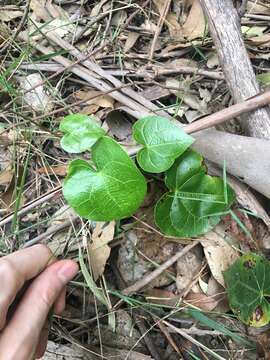 Imagem de Sarcopetalum harveyanum F. Müll.