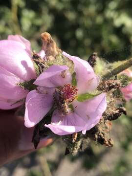 Sivun Malacothamnus densiflorus (S. Wats.) Greene kuva