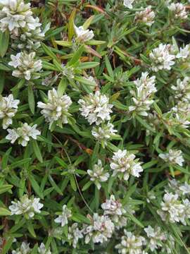 Image of beach knotweed