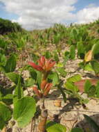 Image of Portulaca mucronata Hort. Vindob. ex Link