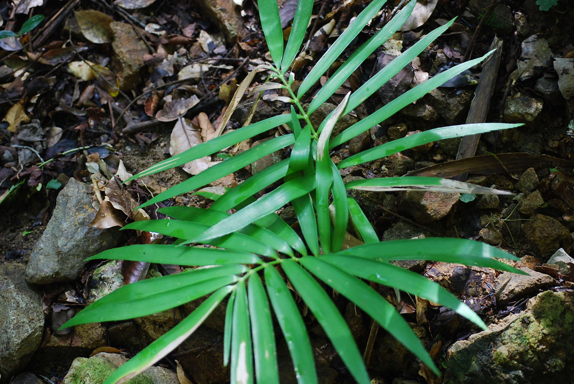 Image of Zamia paucijuga Wieland