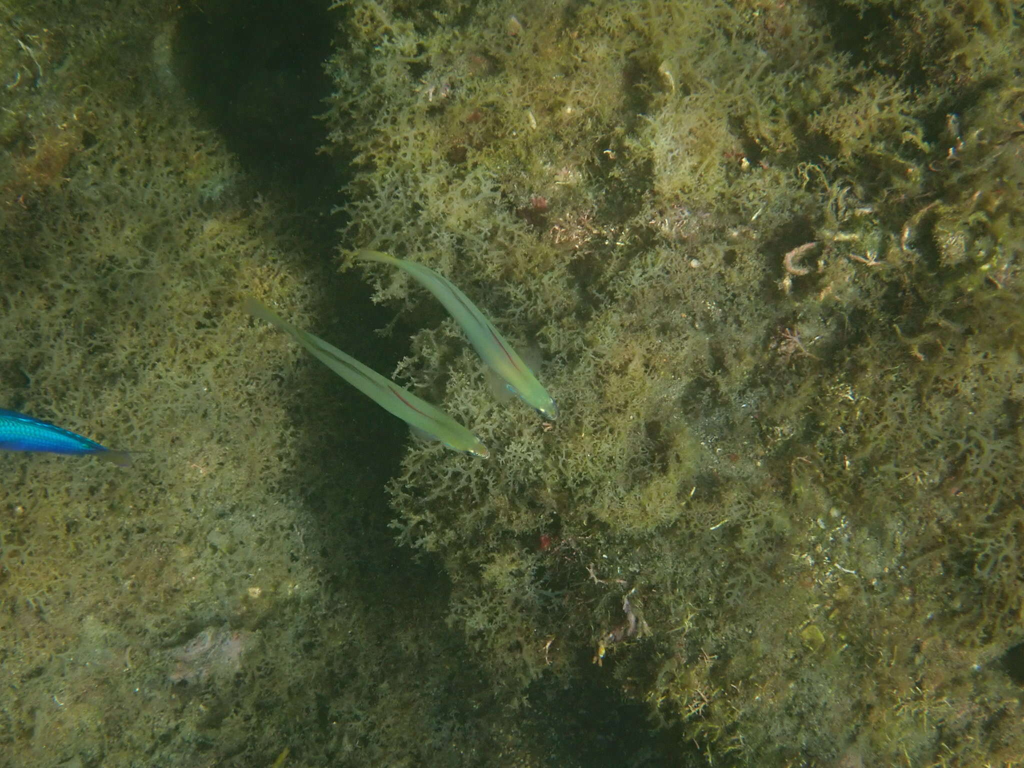 Image of Blue gudgeon