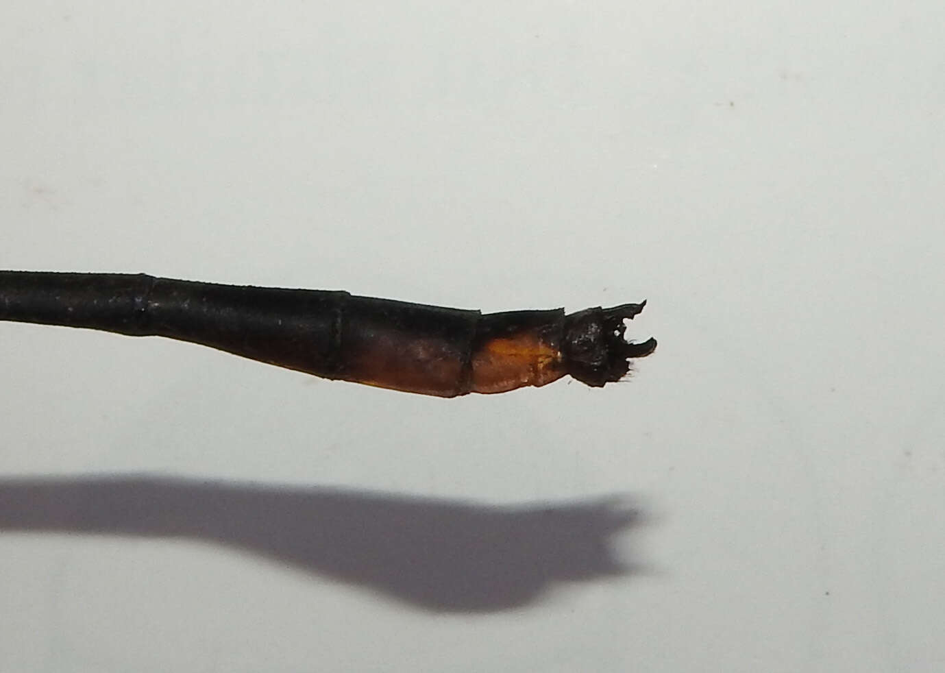 Image of Notogomphus spinosus (Karsch 1890)