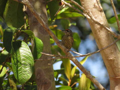 Imagem de Picumnus exilis buffonii Lafresnaye 1845