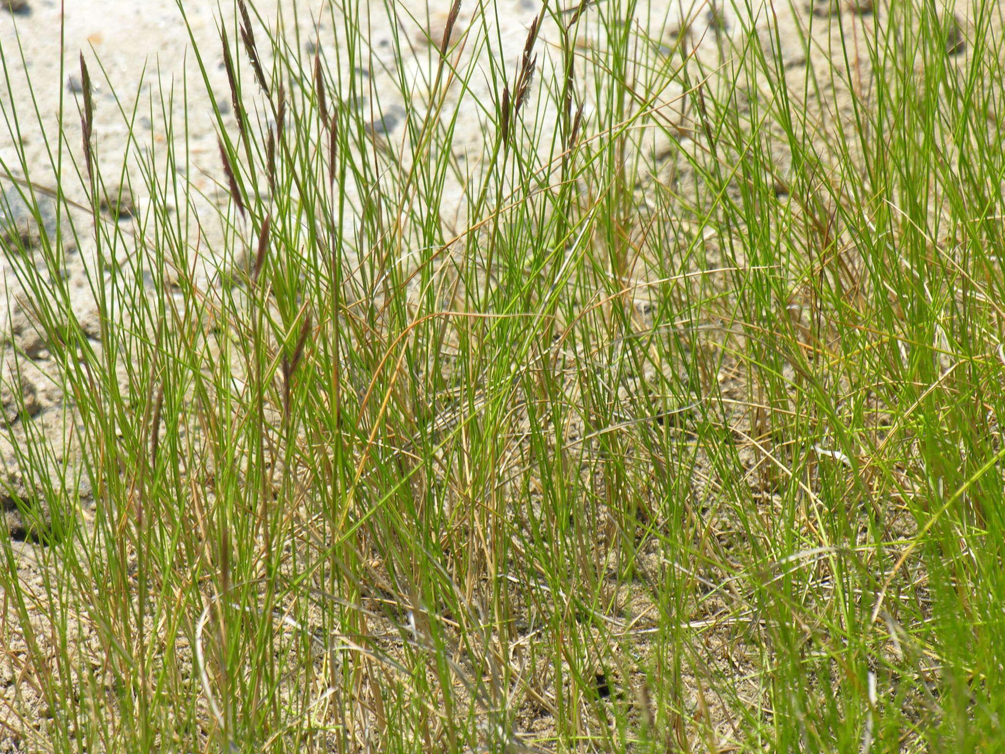 Image of saltmeadow cordgrass