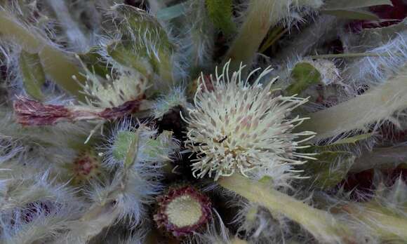 Image of meadow thistle