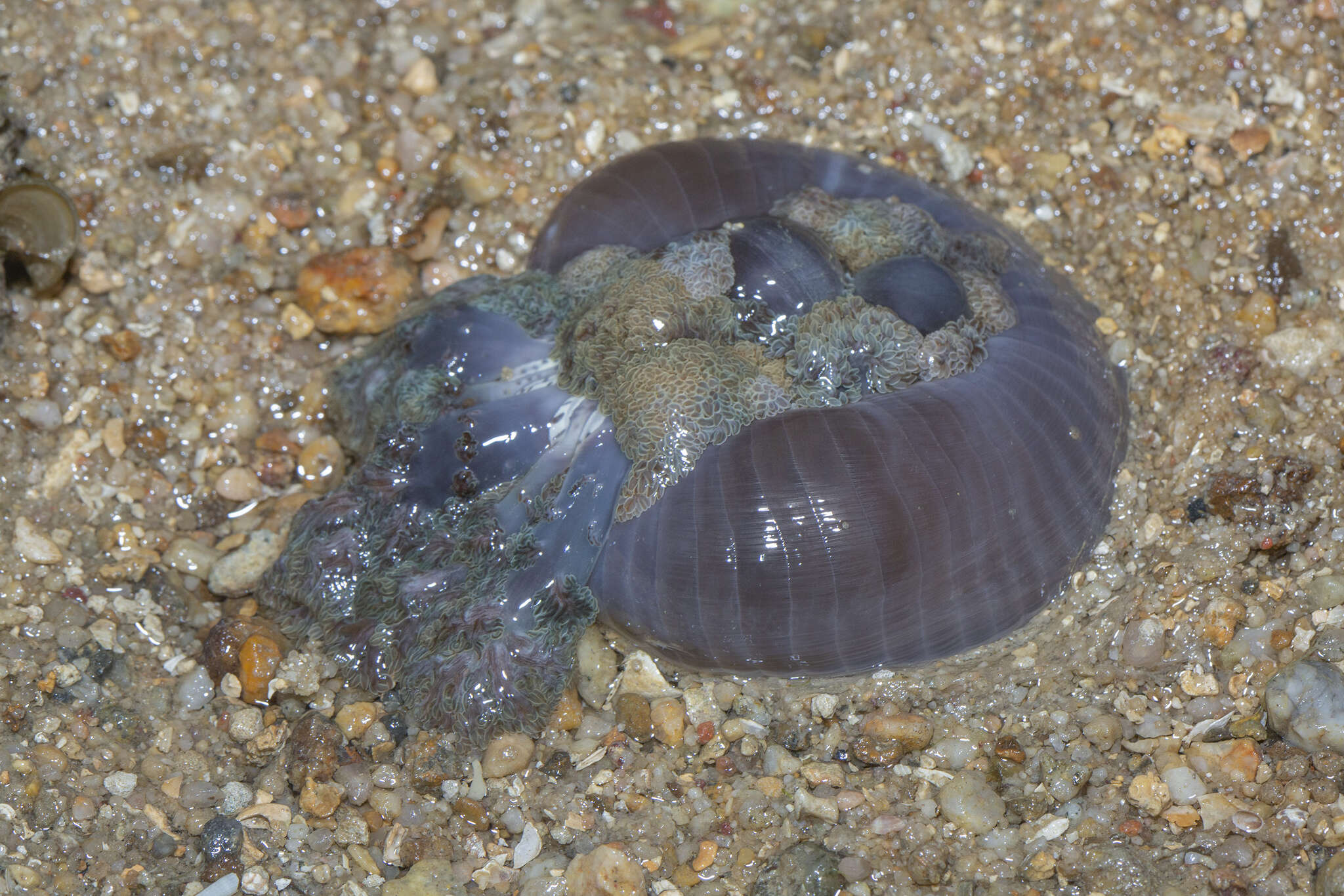 Image of tree anemone