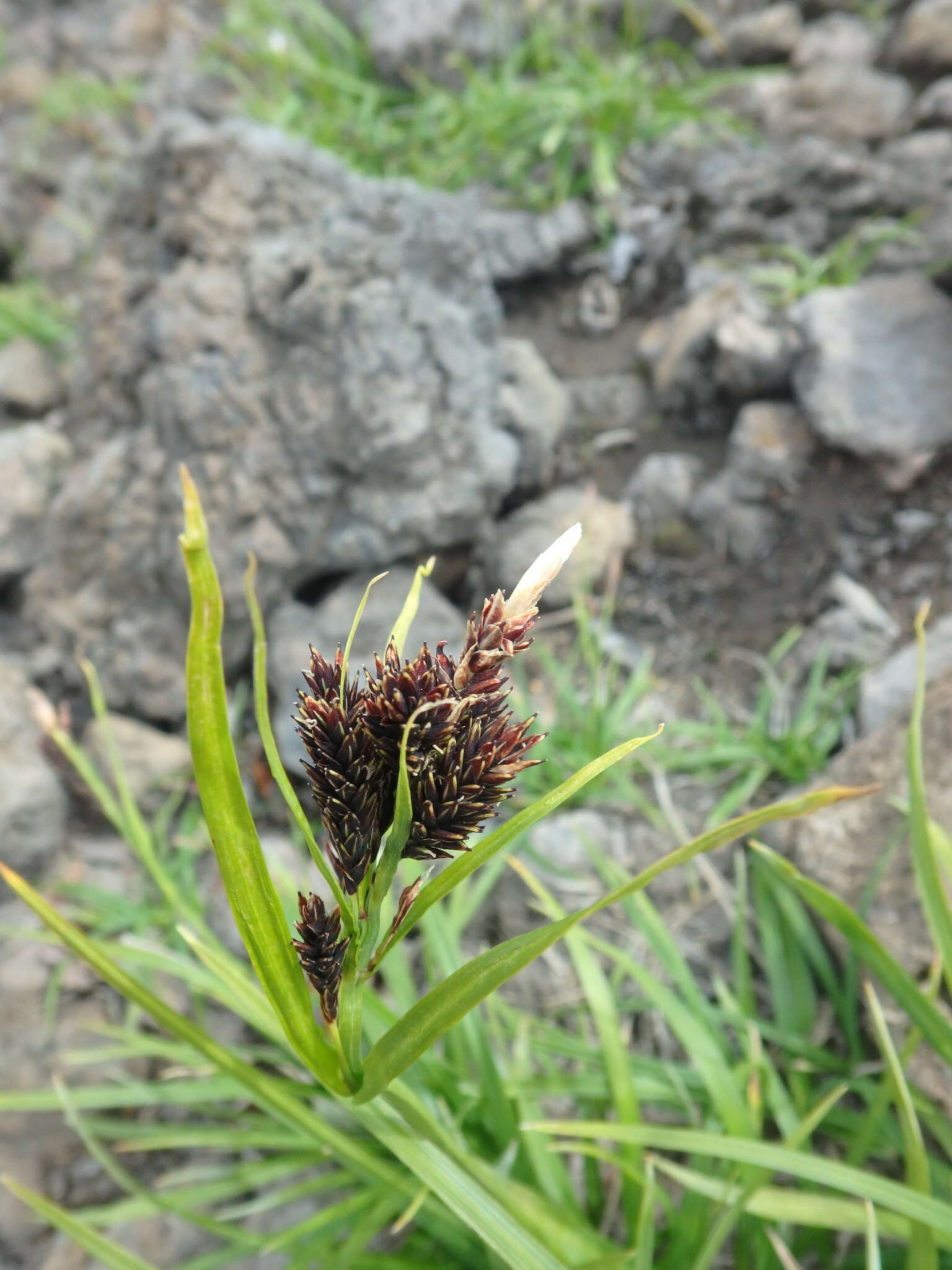 Image of Carex krascheninnikovii Kom. ex V. I. Krecz.