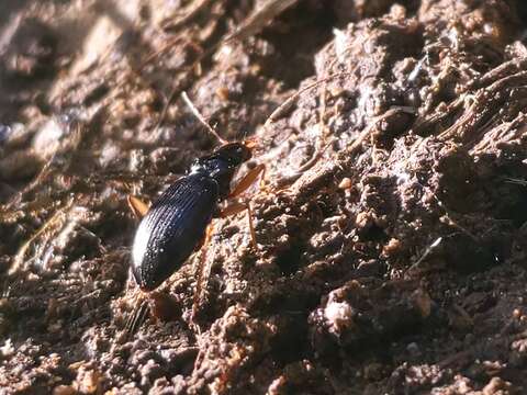 Imagem de Nebria (Reductonebria) pallipes Say 1823