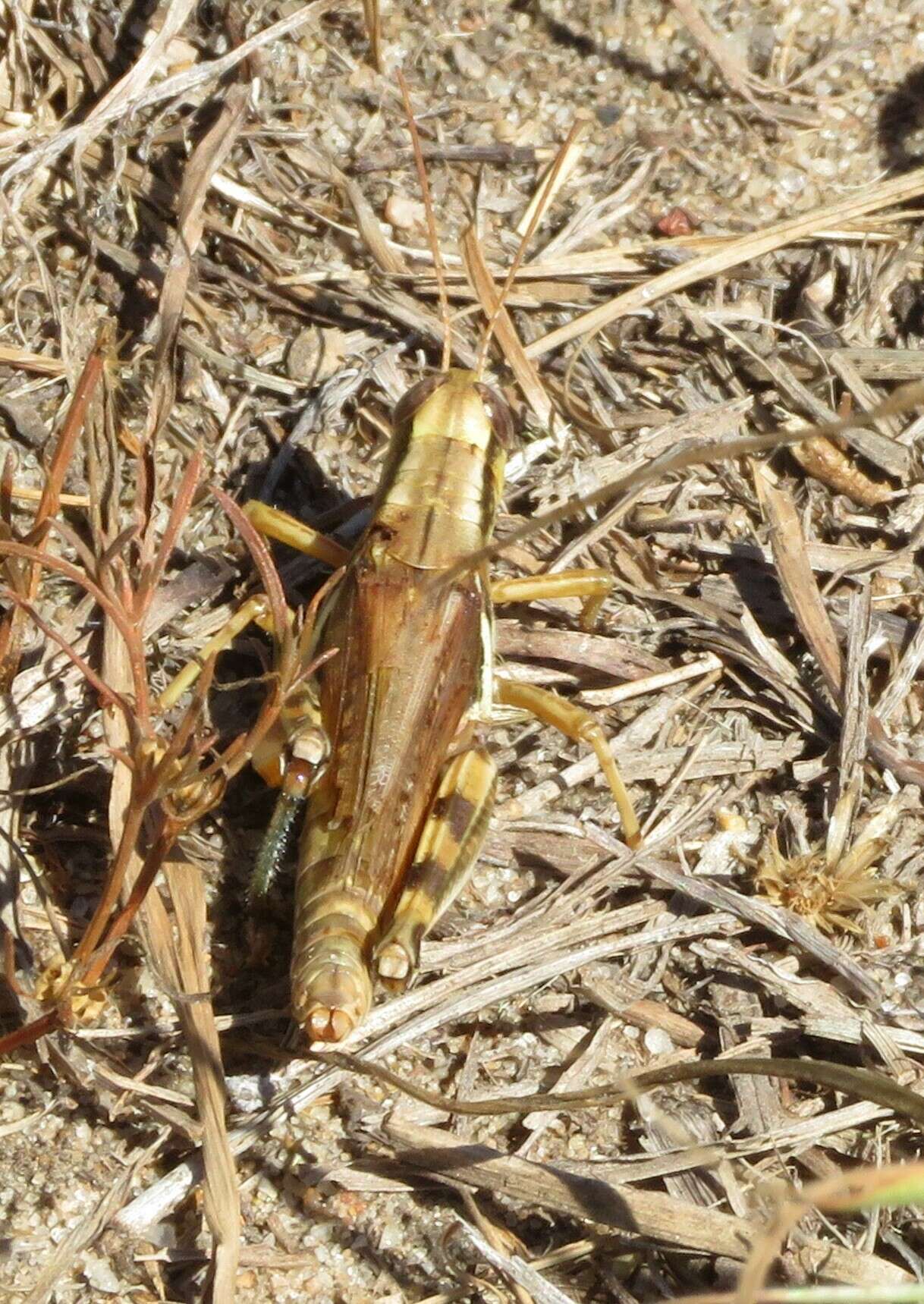 Слика од Melanoplus bispinosus Scudder & S. H. 1897