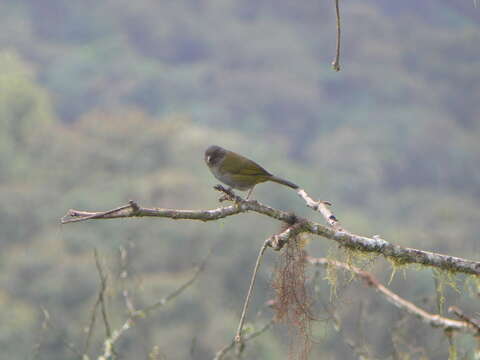 Image of Dusky Bush Tanager