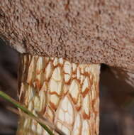 Image of Austroboletus lacunosus (Kuntze) T. W. May & A. E. Wood 1995