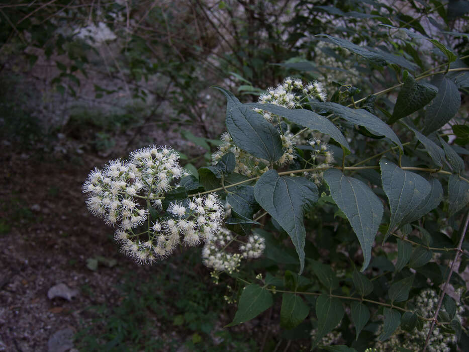 Image of Ageratina areolaris (DC.) D. Gage ex B. L. Turner