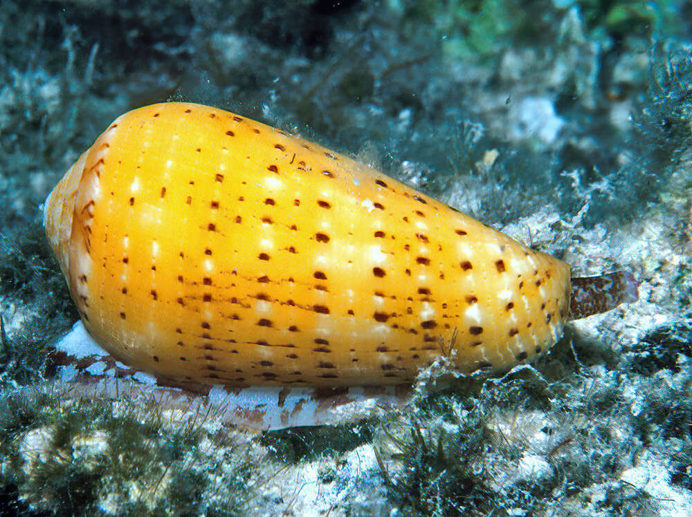 Image of Snow-Flaked Cone