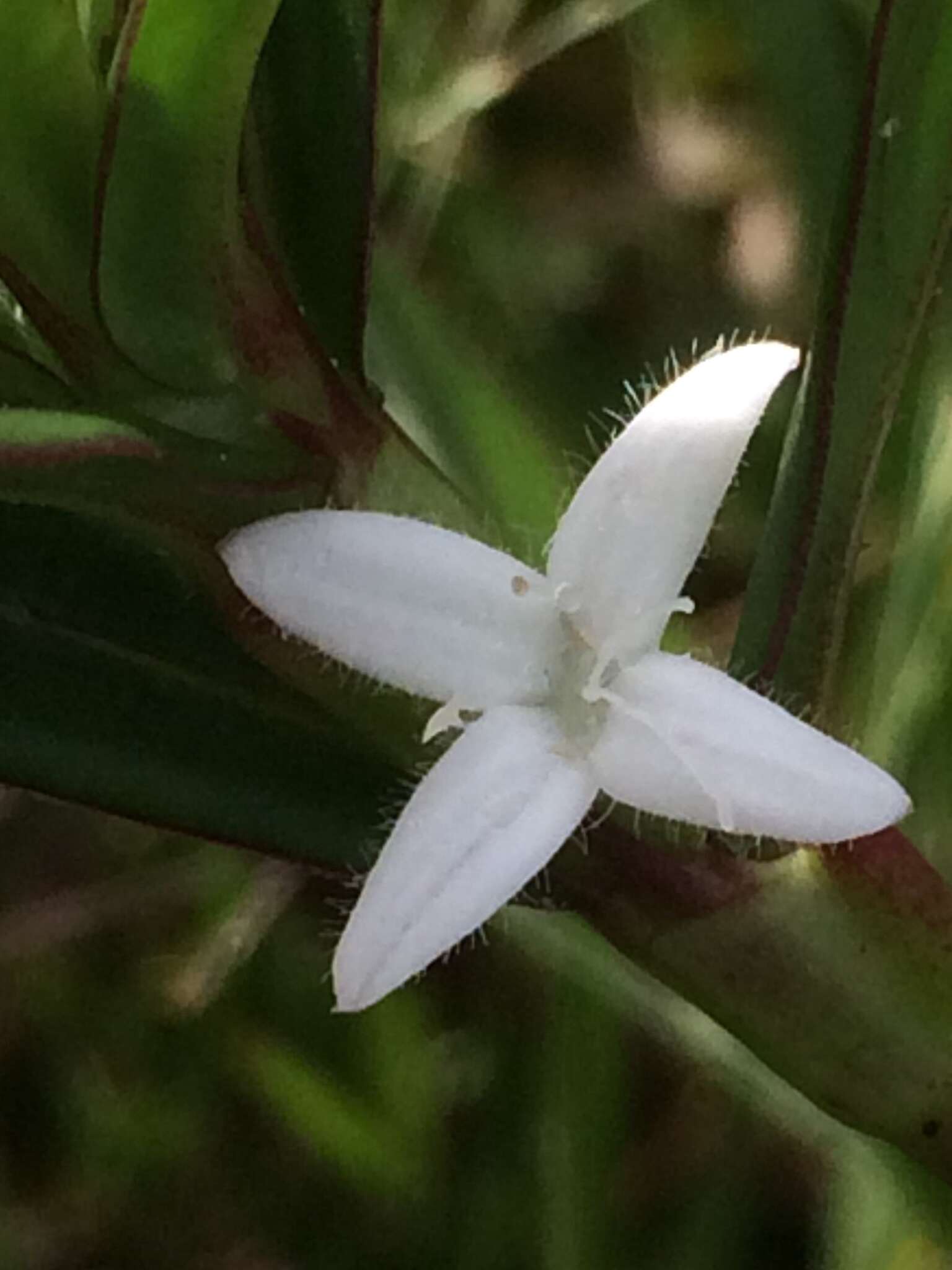 Image of Diodia saponariifolia (Cham. & Schltdl.) K. Schum.