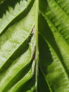 Image of <i>Aceria tenella</i>