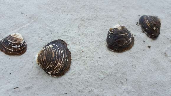 Image of Golden Freshwater Clam