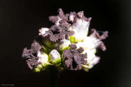 Persicaria sagittata (L.) H. Gross resmi