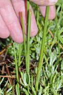 Imagem de Gladiolus quadrangularis (Burm. fil.) Aiton