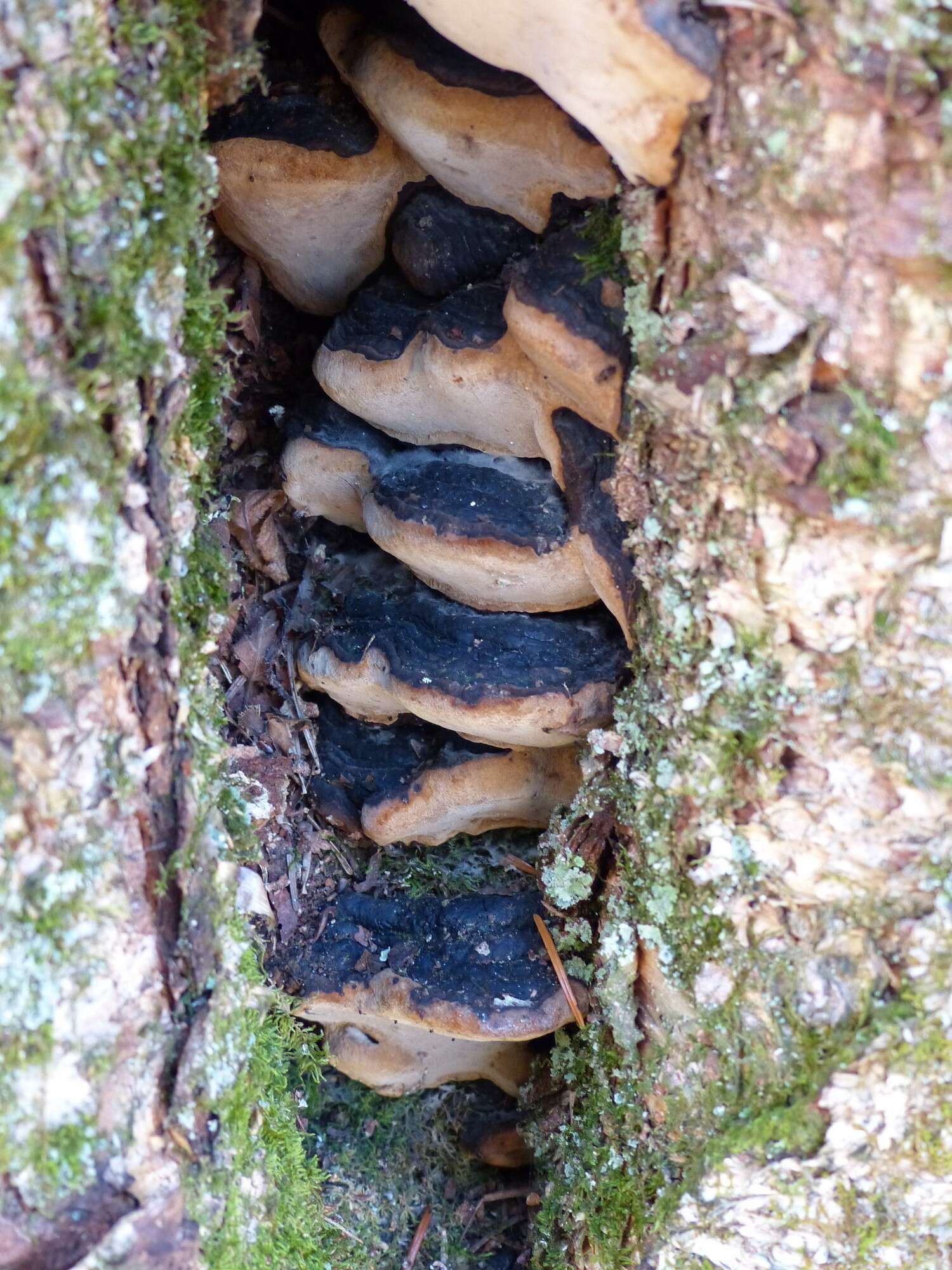 Image de Phellinus lundellii Niemelä 1972