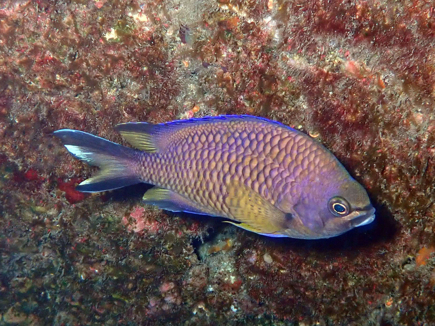 Image of Azores Chromis