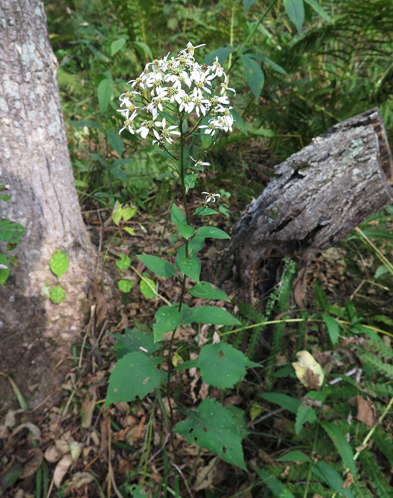 Plancia ëd Aster scaber Thunb.