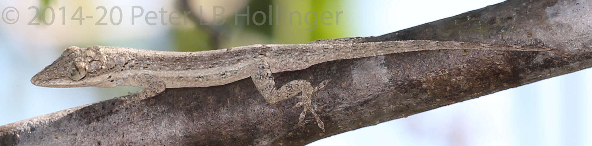 Image of Cuban Twig Anole