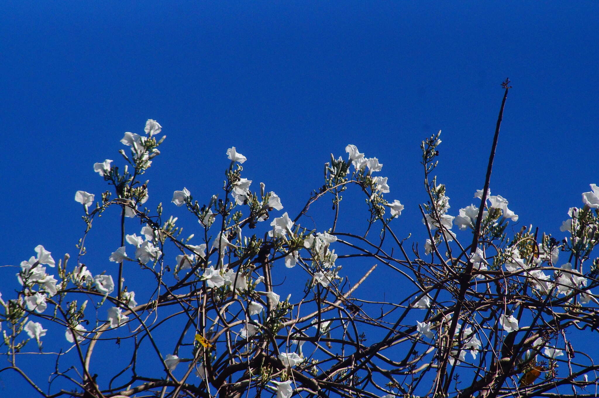 Image of Ipomoea populina House