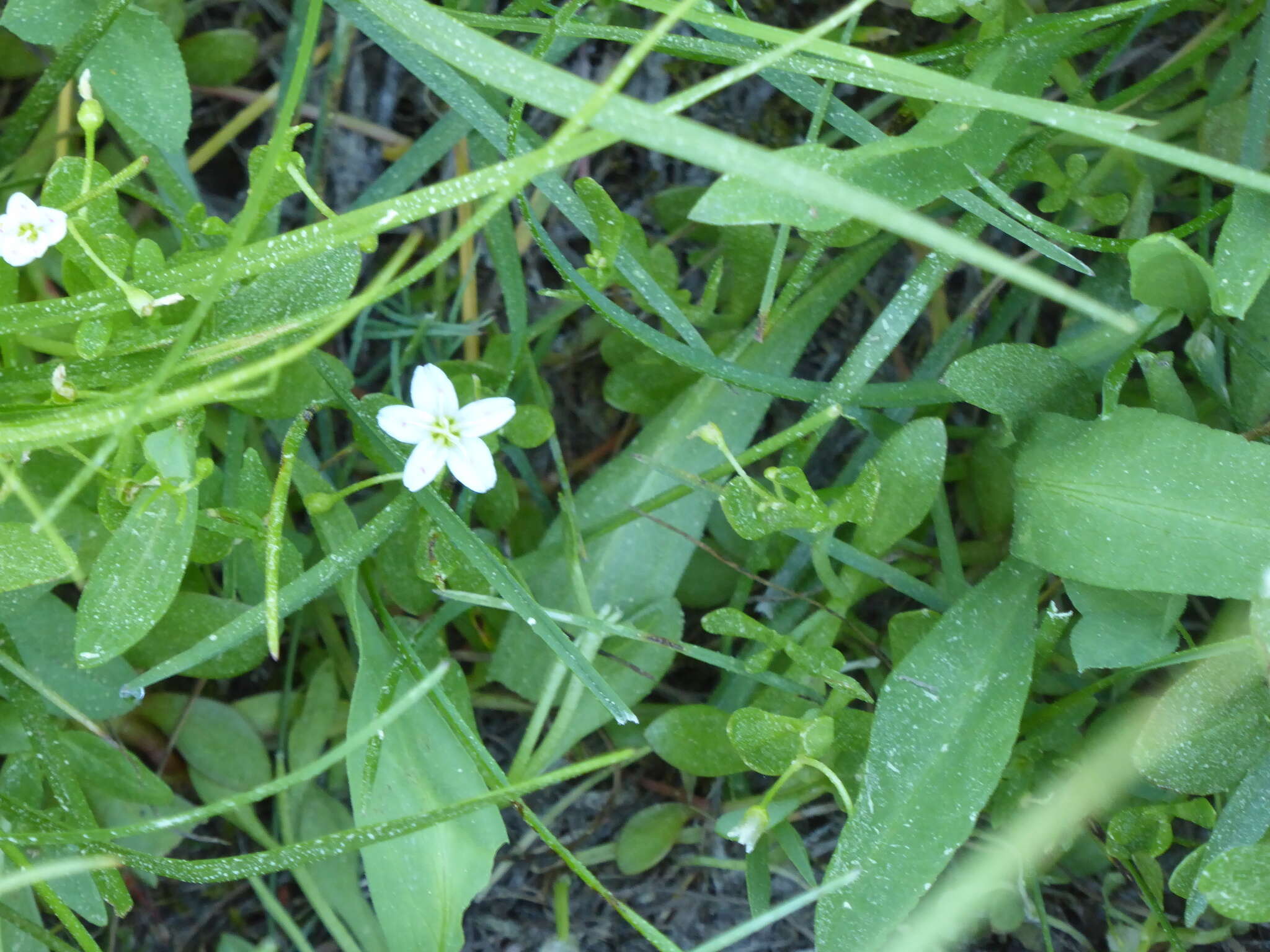 Image of water minerslettuce