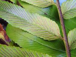 Image of Asplenium oblongifolium Col.