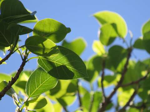 Ficus polita subsp. polita的圖片