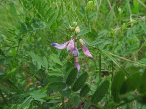 Image of Vicia popovii O. D. Nikif.