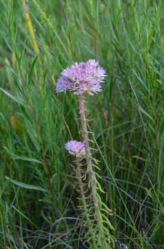 Image of Pseudosedum longidentatum Boriss.