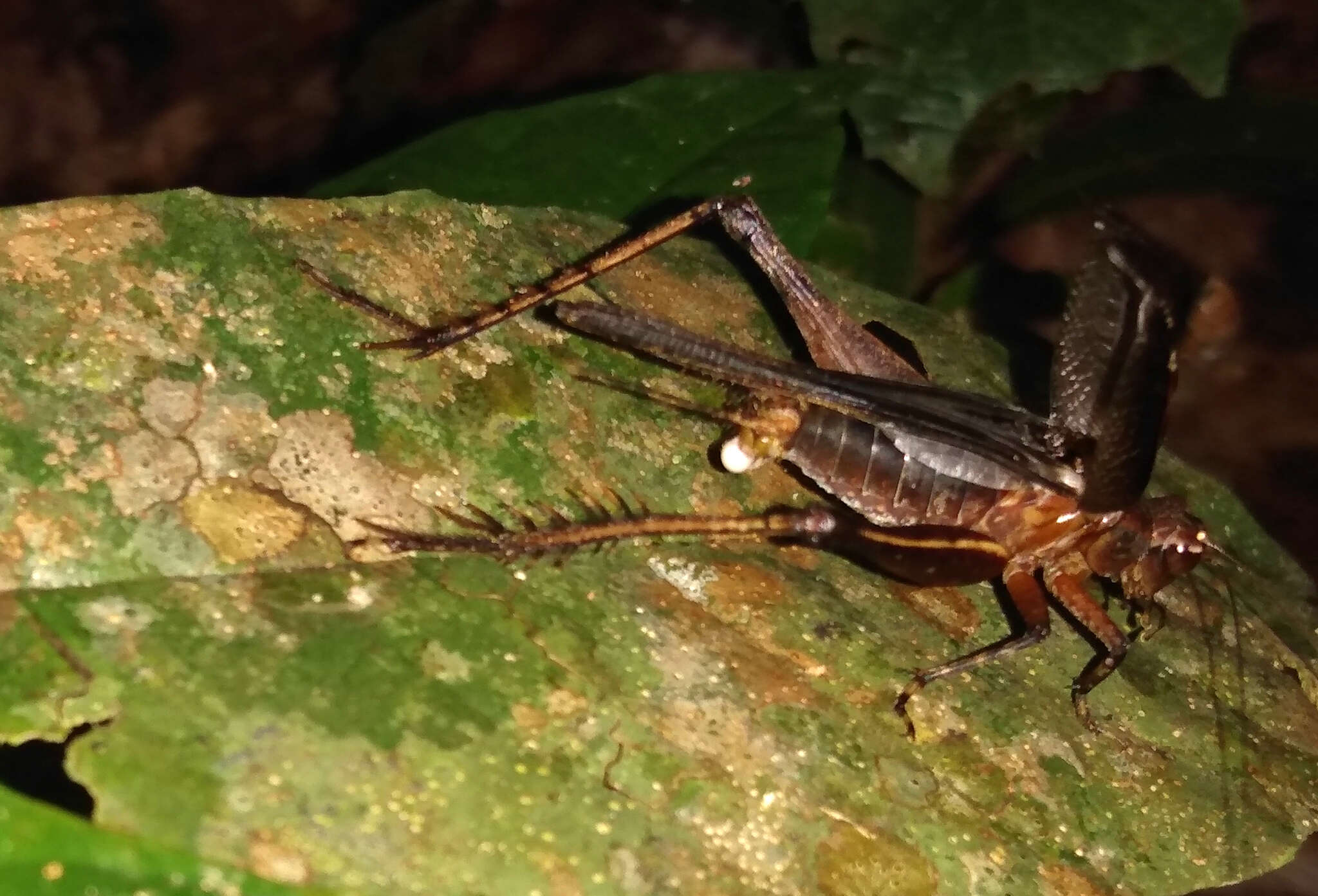 صورة Eneoptera nigripedis Robillard 2005