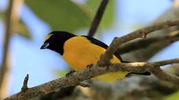 Image of scrub euphonia