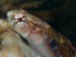 Image of Spotted goby