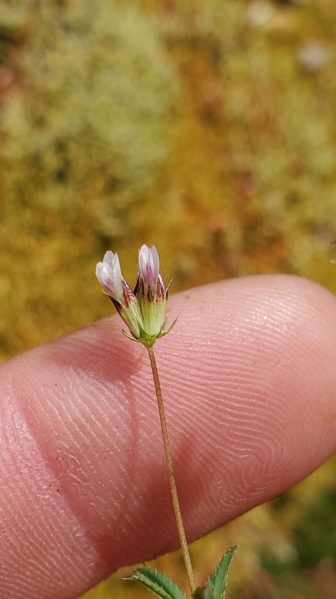 Image of fewflower clover