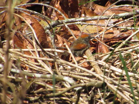 Image of Azara's Spinetail