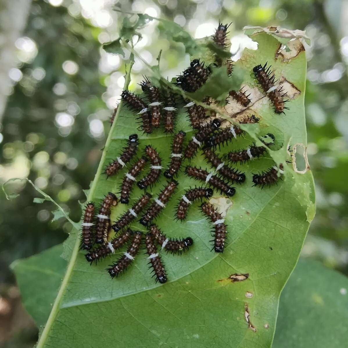 Image of Orange lacewing