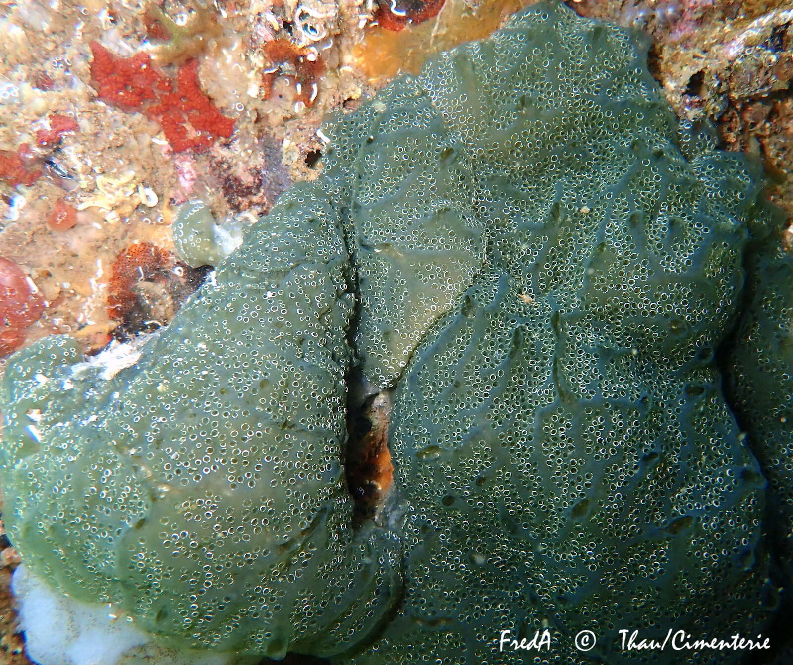 Image of Mottled Encrusting Tunicate