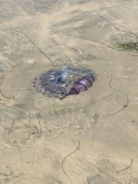 Image of purple-striped jellyfish