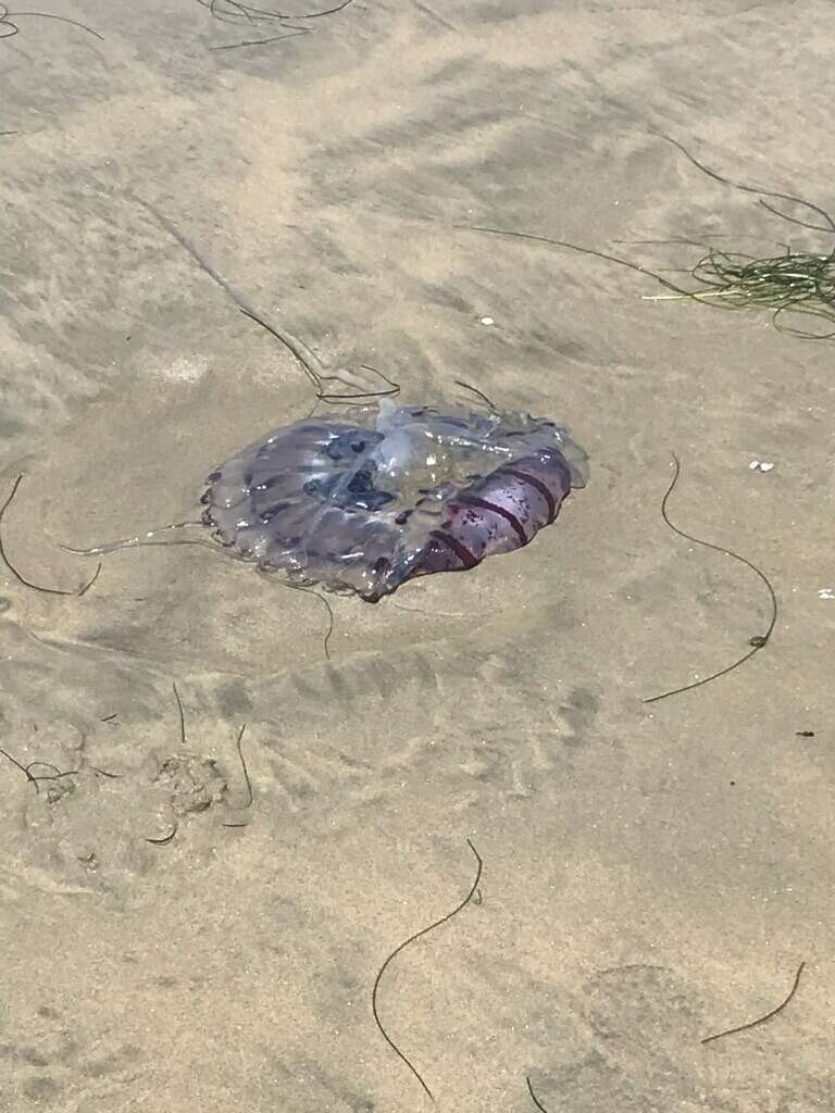 Image of purple-striped jellyfish