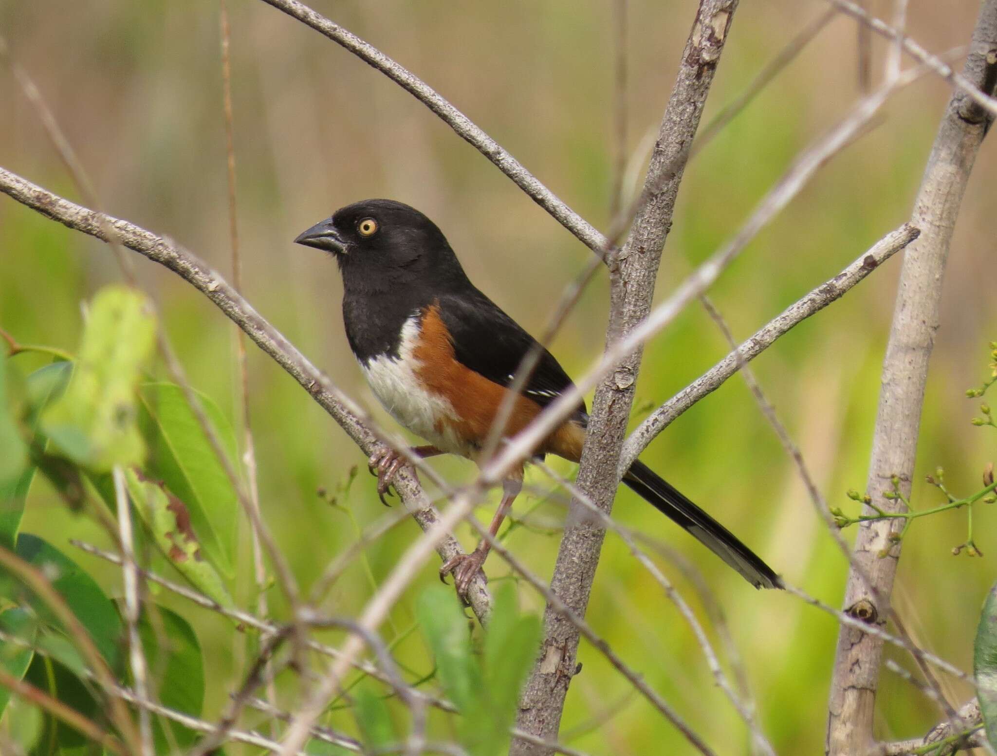 Image of Pipilo erythrophthalmus alleni Coues 1871