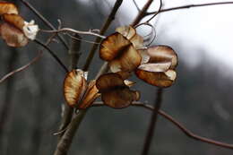 Dioscorea caucasica Lipsky的圖片